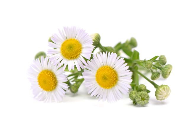 Fungent contains chamomile extract